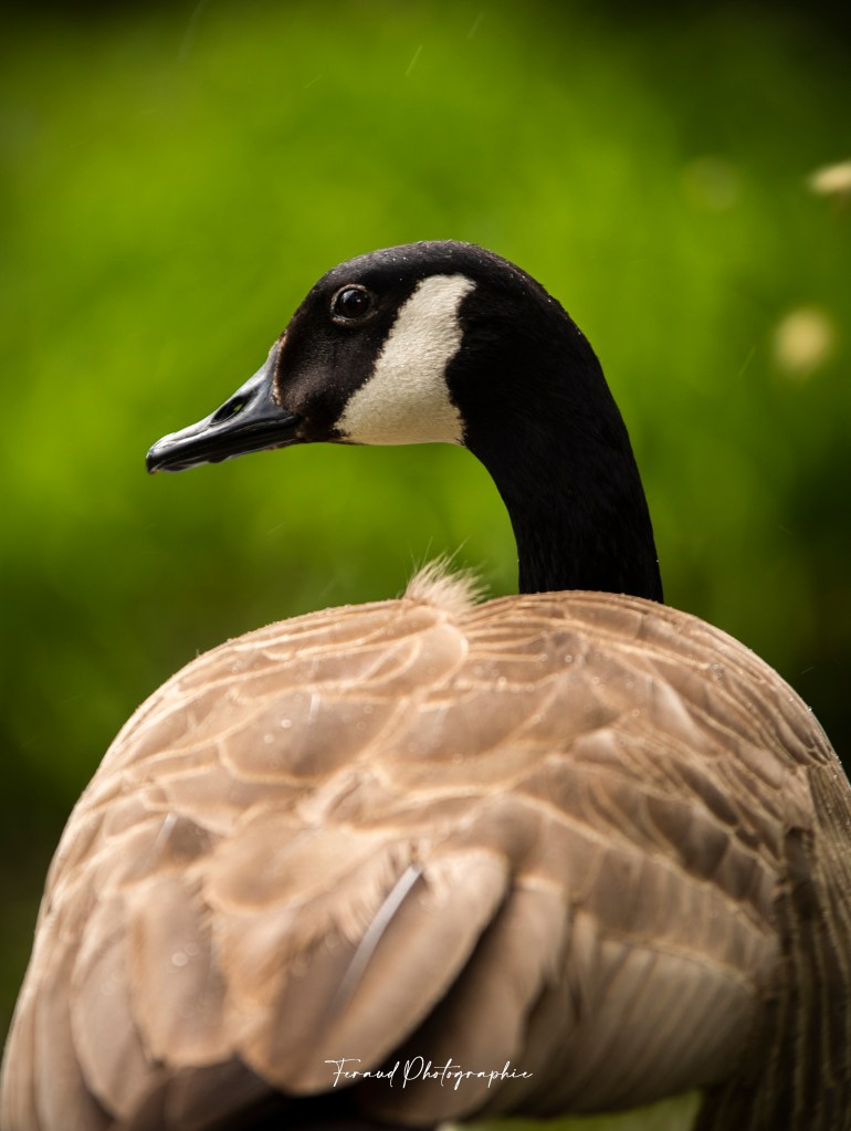 Tableau bois écoresponsable Bernache du Canada printemps