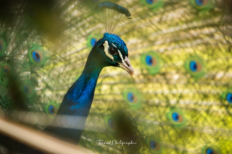 Tableau bois écoresponsable Paon bleu