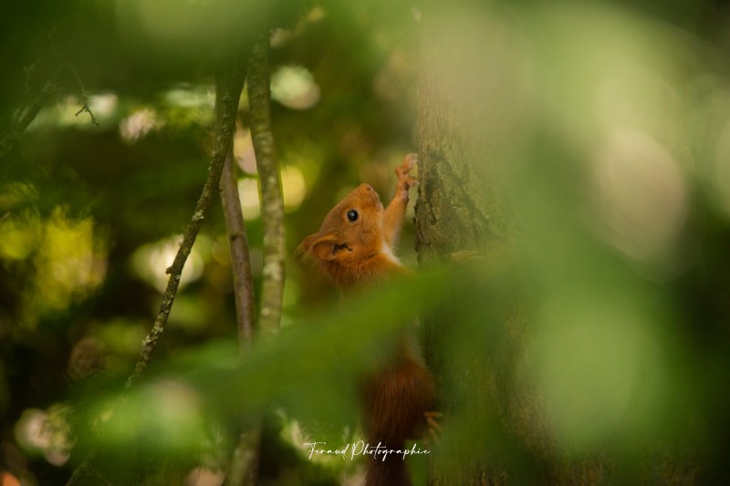 Tableau bois écoresponsable écureuil roux printemps