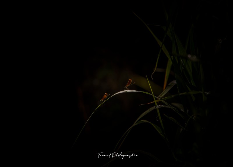 Tableau bois écoresponsable Libellules Camargue