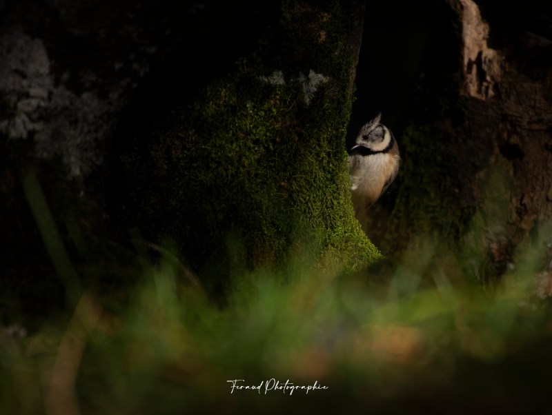 Tableau bois écoresponsable Mésange huppée