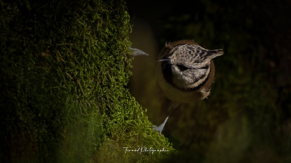 Tableau bois écoresponsable Mésange huppée portrait