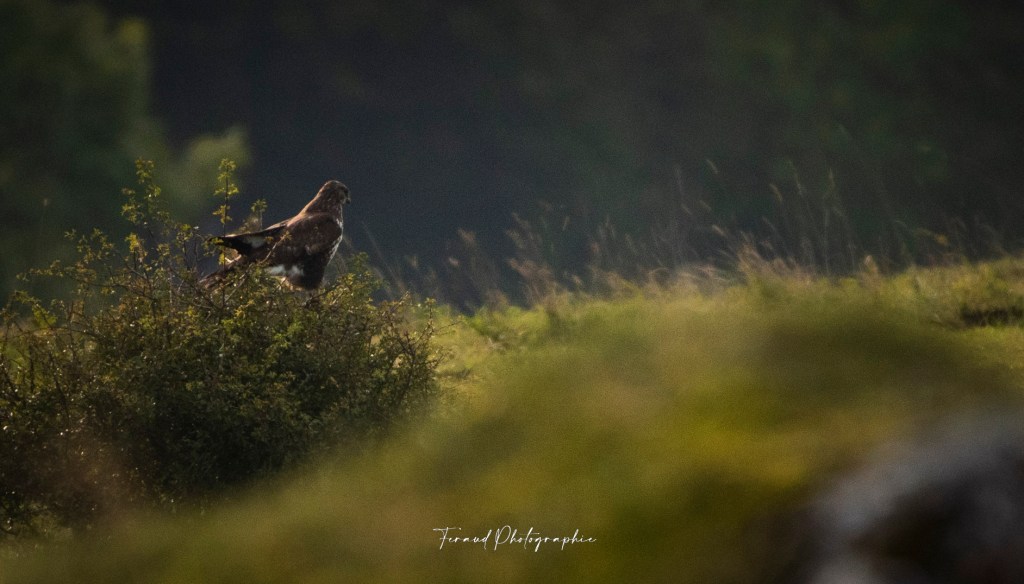 Tableau bois écoresponsable rapace buse variable