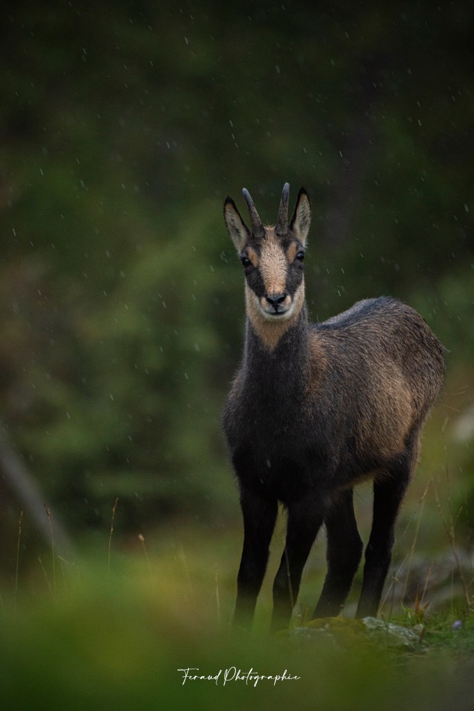 Tableau bois écoresponsable Chamois Jura France