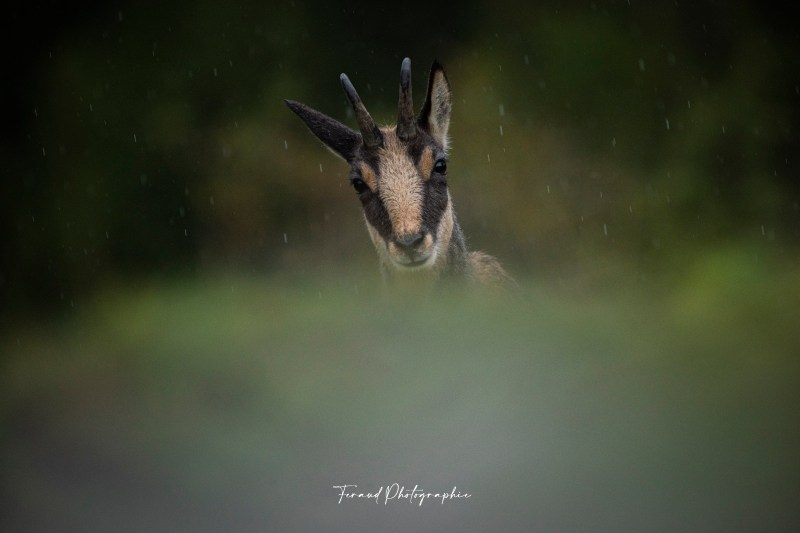 Tableau bois écoresponsable Chamois Jura France