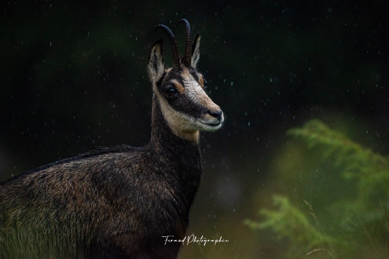 Tableau bois écoresponsable Chamois jura France
