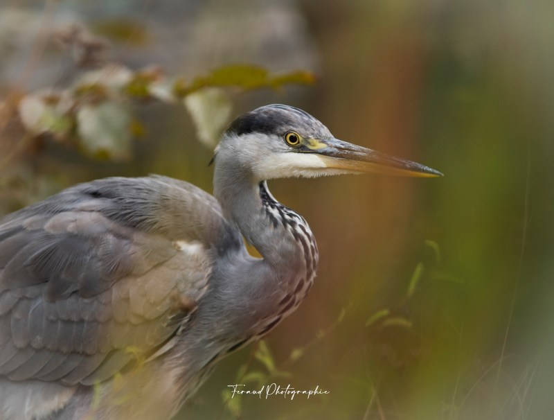 Tableau bois écoresponsable Héron automne