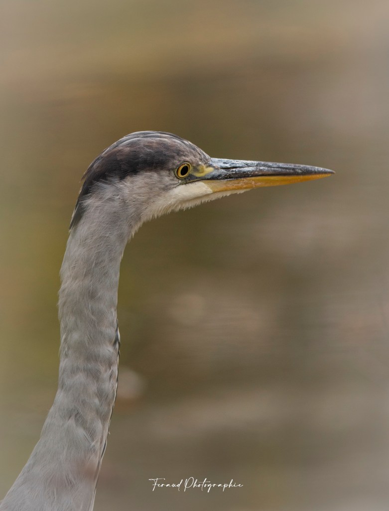 Tableau bois écoresponsable Héron Portrait