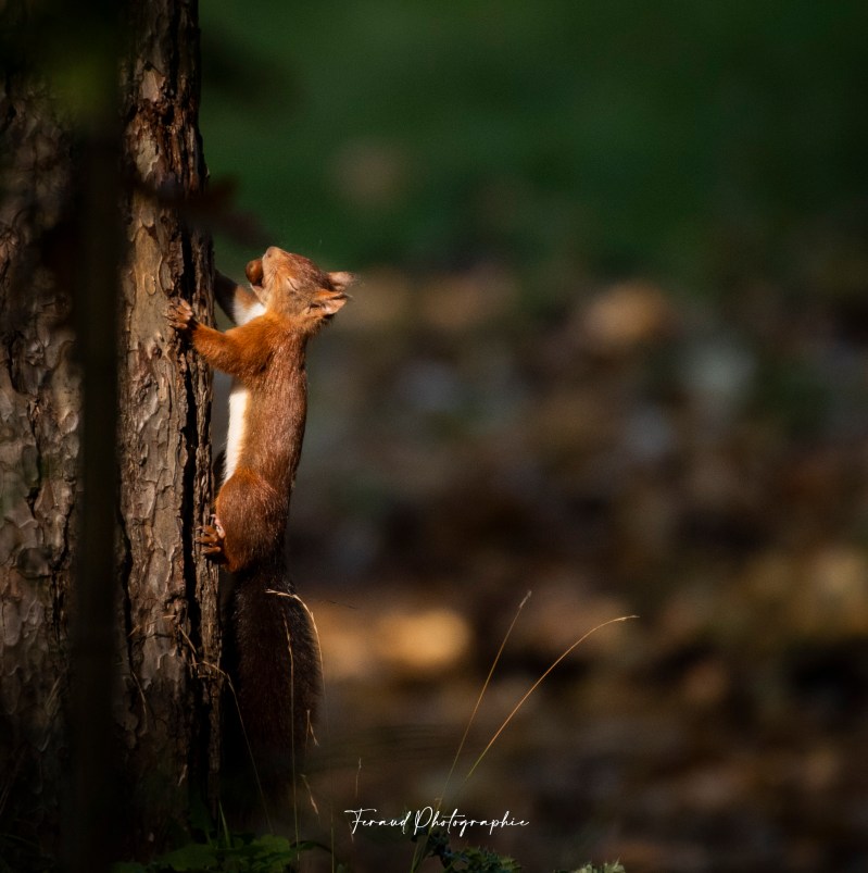 Tableau bois écoresponsable écureuil roux automne