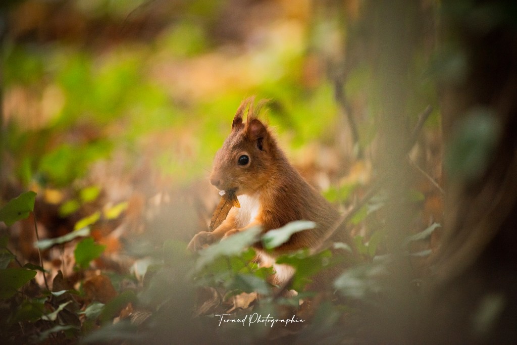 Tableau bois écoresponsable écureuil automne France