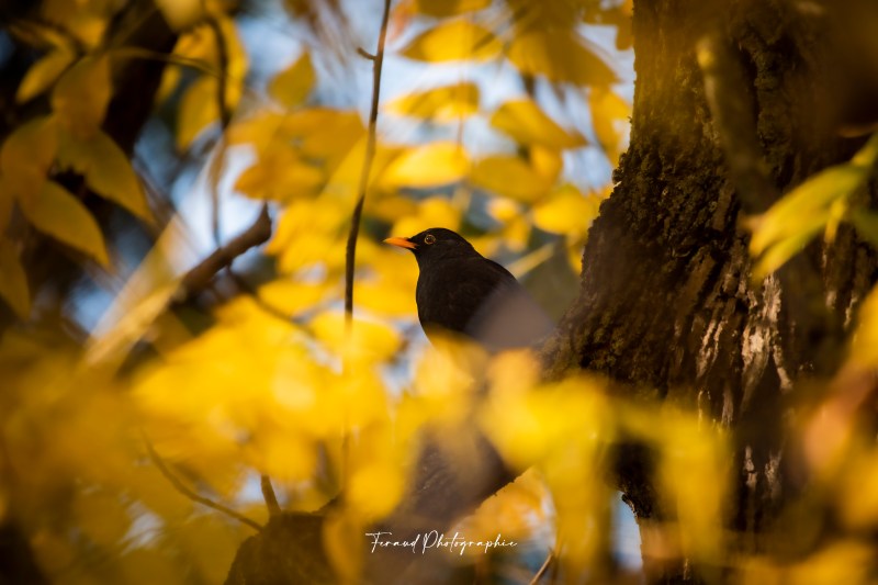 Tableau bois écoresponsable Merle automne