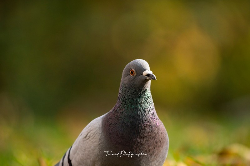 Tableau bois écoresponsable Pigeon automne