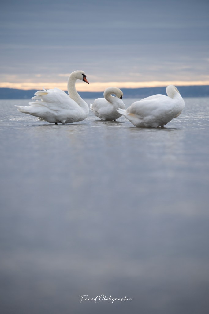 Tableau bois écoresponsable trio de Cygnes Camargue