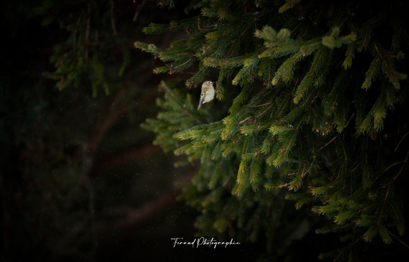 Tableau bois écoresponsable roitelet huppé sous la neige