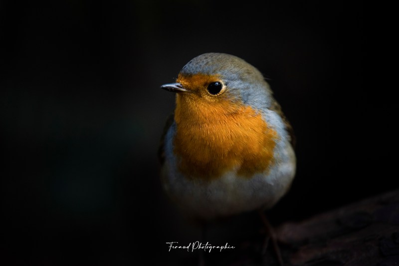 Tableau bois écoresponsable Rouge gorge Portrait