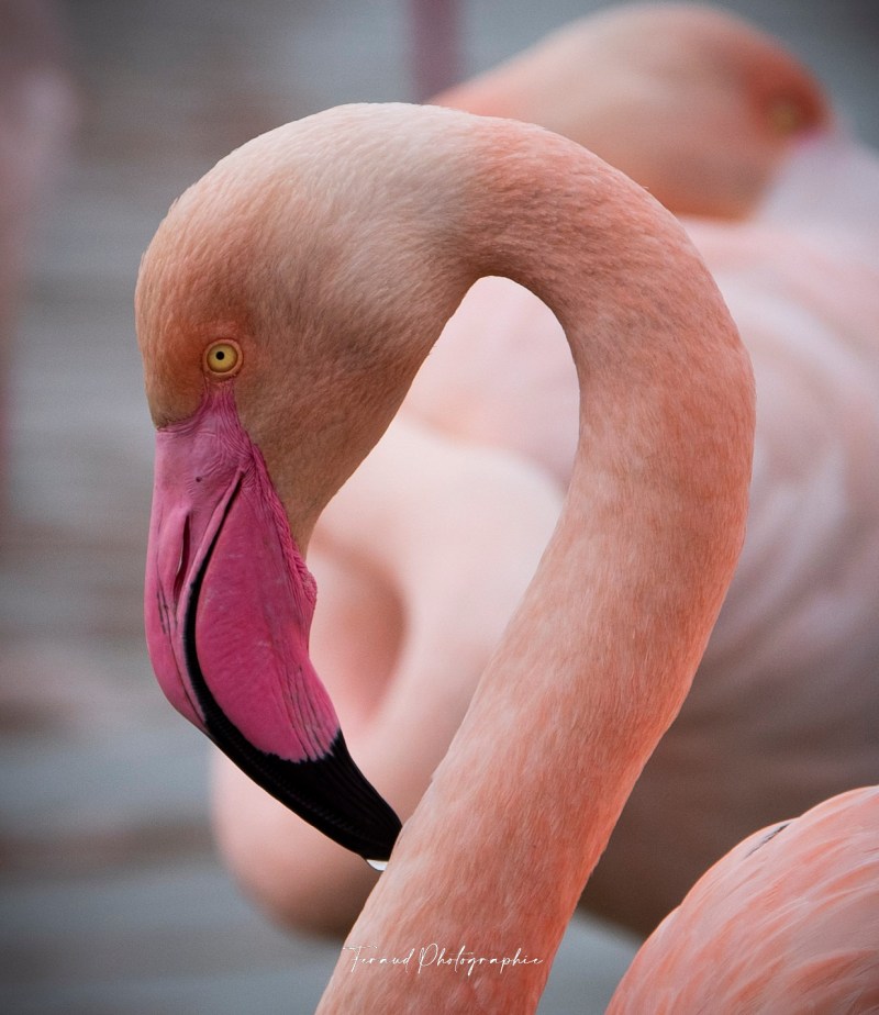 Tableau bois écoresponsable Flamant rose Portrait Camargue