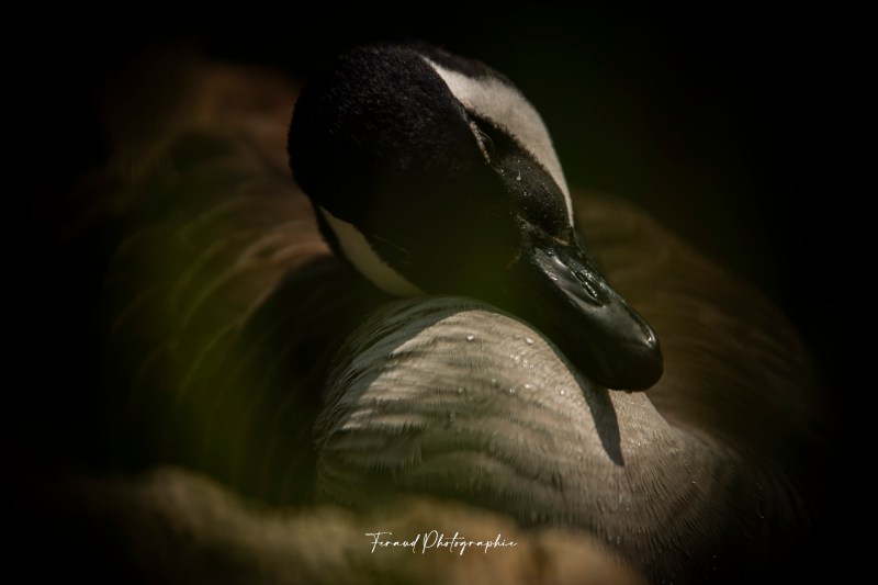 Tableau bois écoresponsable Bernache du Canada Portrait 
