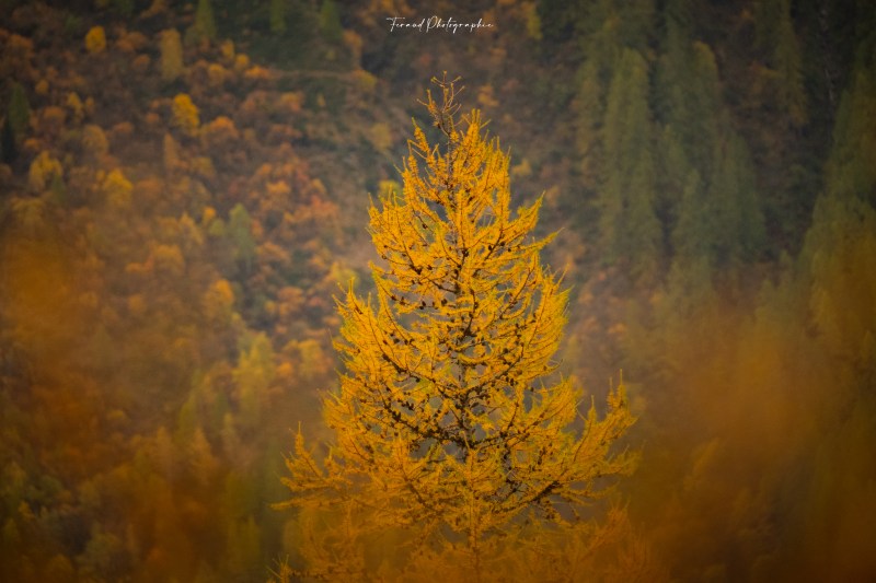 L&rsquo;automne 🍁