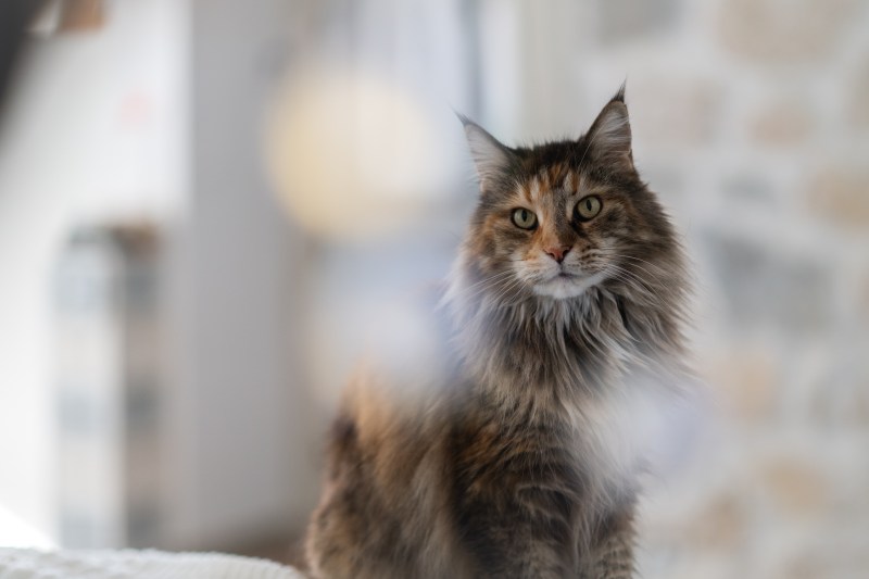 Séance animaux de compagnie en&nbsp;Savoie